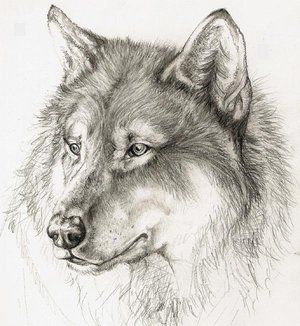 wolf_by_xchelseax92.jpg